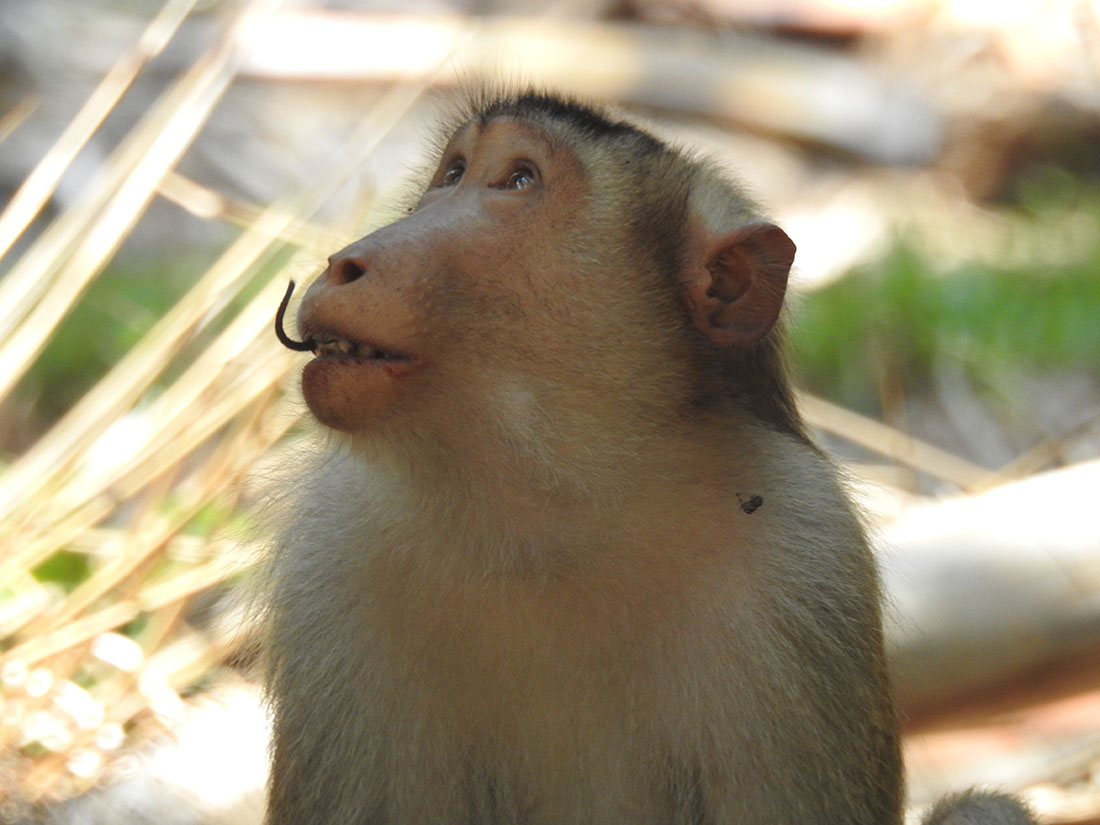 Rateating monkeys hold promise for sustainable agriculture Medill